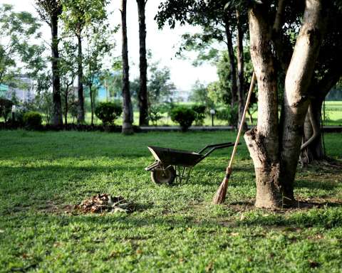 black wheelbarrow near tree during daytime