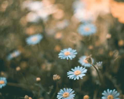 shallow focus photography of blue flowers