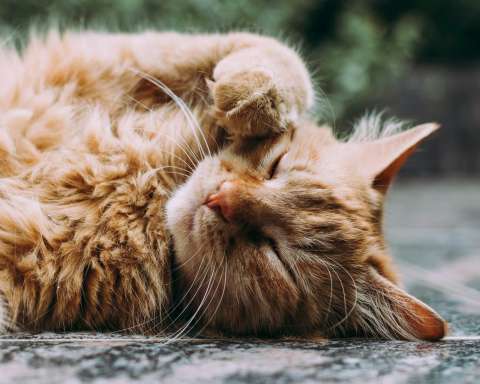 orange Persian cat sleeping